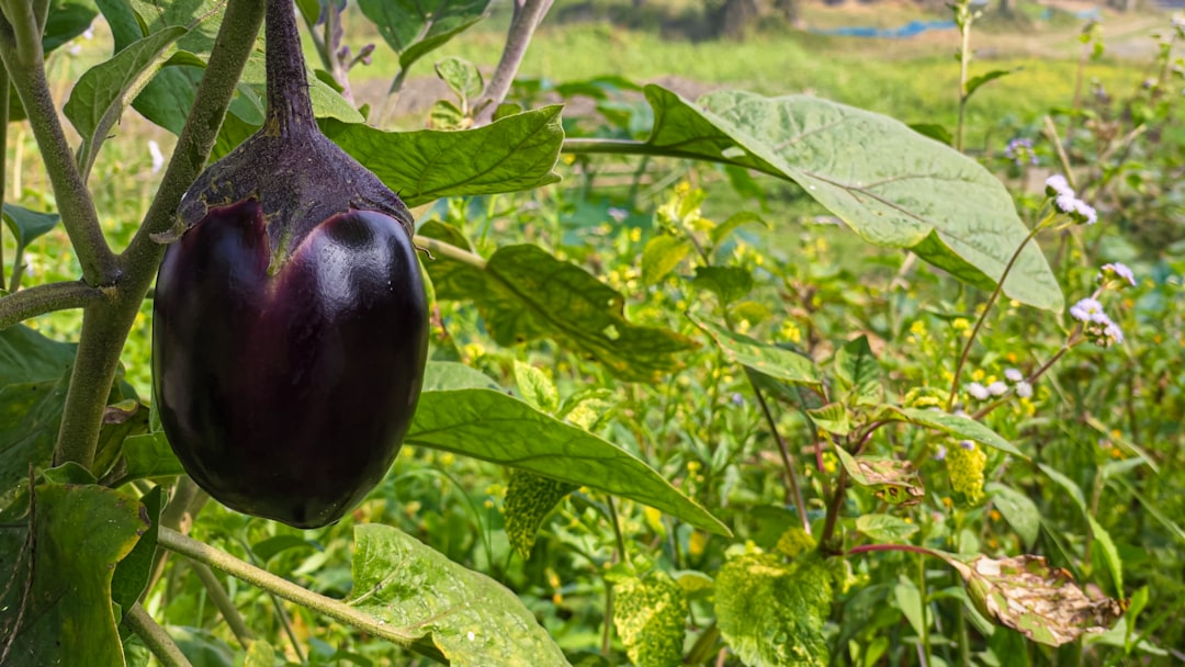 Photo Grilled eggplant